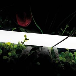 Неоновая лента 360° тёплый белый свет, крупный план