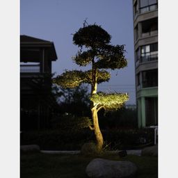 Пример подсветки дерева тёплым направленным светом